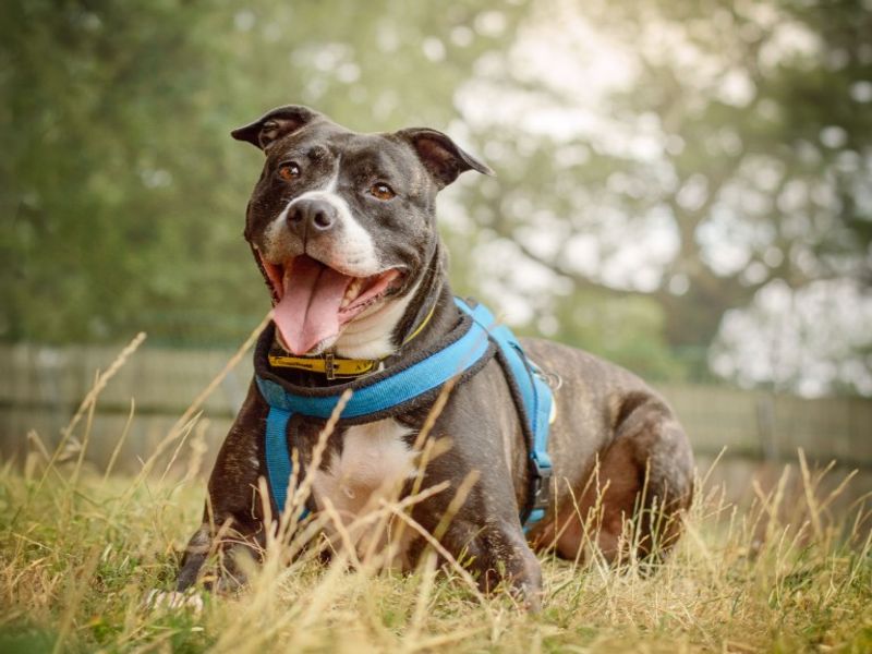 Stella | Terrier (Staffordshire Bull) Cross | Kenilworth (West Midlands) - 3