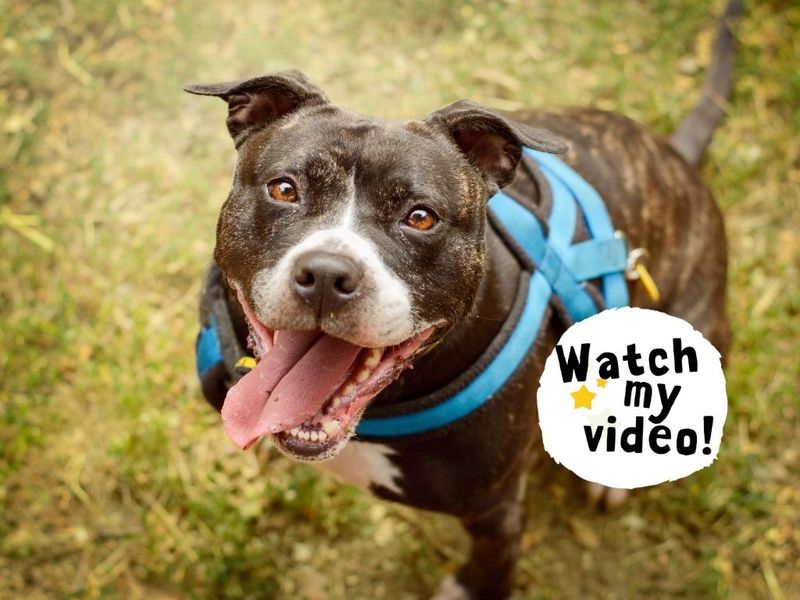 Stella | Terrier (Staffordshire Bull) Cross | Kenilworth (West Midlands) - 9