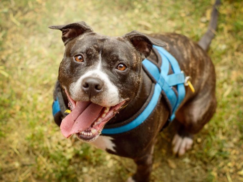 Stella | Terrier (Staffordshire Bull) Cross | Kenilworth (West Midlands) - 6