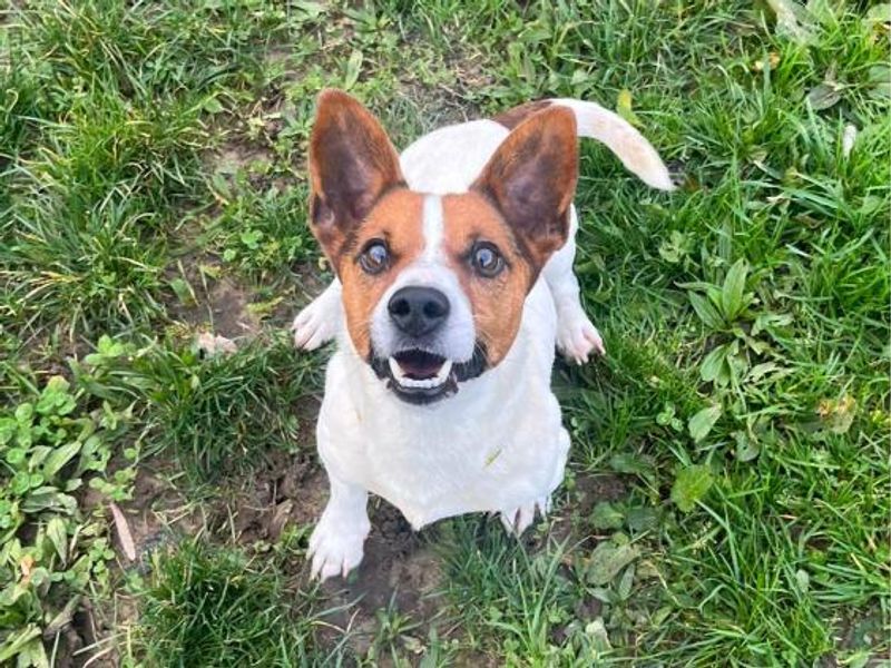 Jack Russell Terrier puppies for sale in Mid Glamorgan – 5 years old
