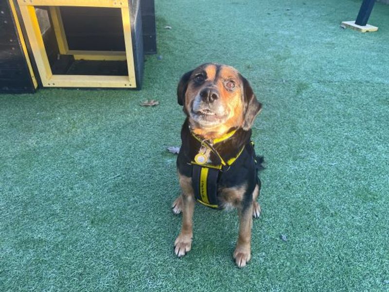 New dog listed for rescue at the Dogs Trust - West Calder - Angel
