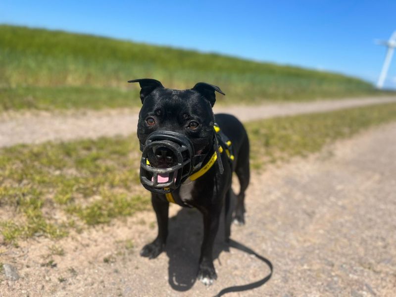 Wiley | Terrier (Staffordshire Bull) | Ilfracombe - 4