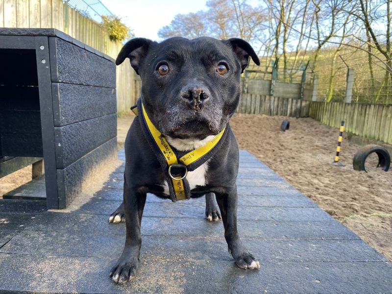 Wiley | Terrier (Staffordshire Bull) | Ilfracombe - 1