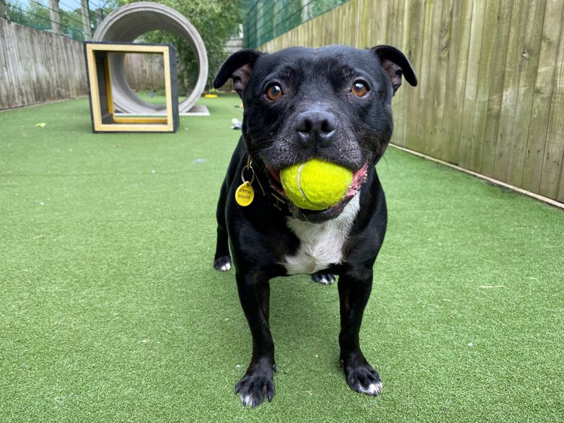 Wiley | Terrier (Staffordshire Bull) | Ilfracombe - 3