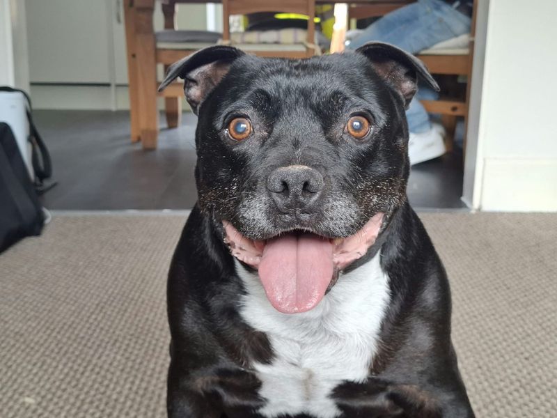 Wiley | Terrier (Staffordshire Bull) | Ilfracombe - 7