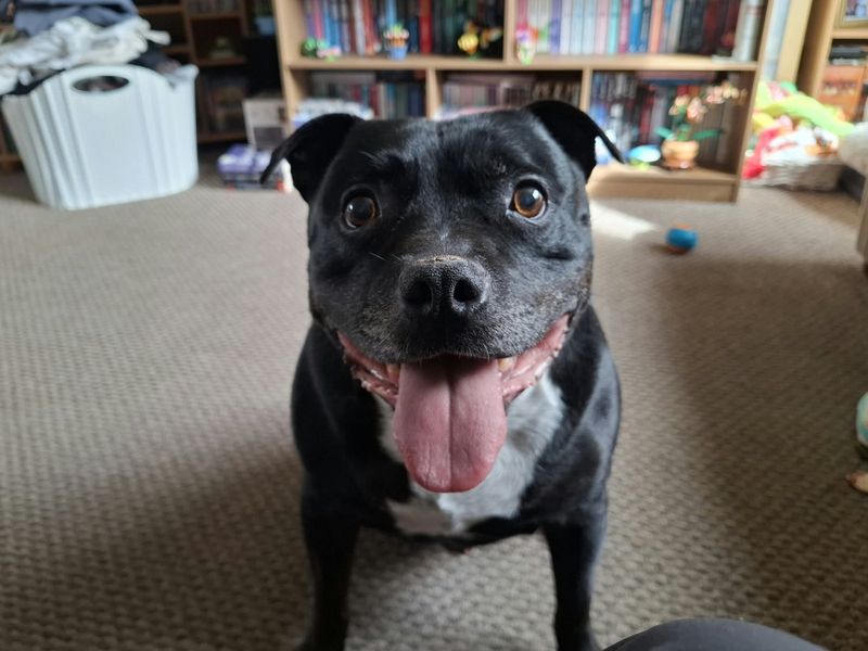 Wiley | Terrier (Staffordshire Bull) | Ilfracombe - 6