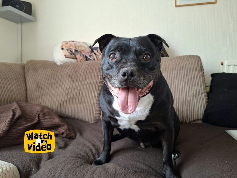 Wiley | Terrier (Staffordshire Bull) | Ilfracombe - 5