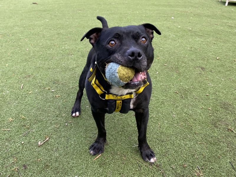 Wiley | Terrier (Staffordshire Bull) | Ilfracombe - 7