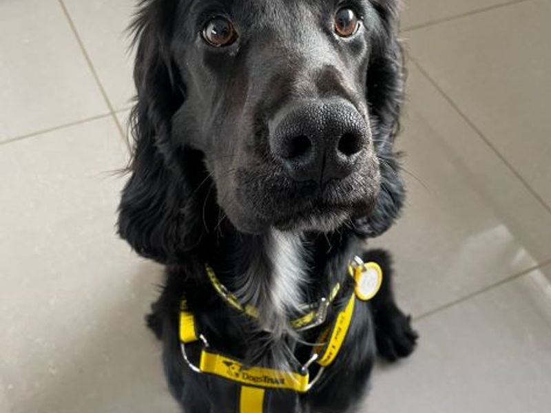 New dog listed for rescue at the Dogs Trust - West Calder - Harrison
