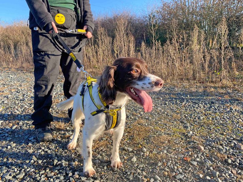 Springer Spaniel puppies for sale in Wickford – 4 years old