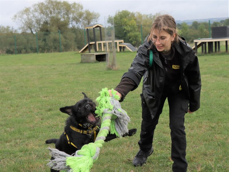Cocker Spaniel for adoption in Evesham, Worcestershire – 2 years old - Image 5 of 6