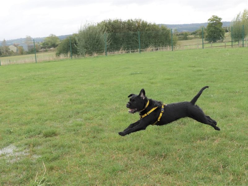 Cocker Spaniel for adoption in Evesham, Worcestershire – 2 years old - Image 4 of 6