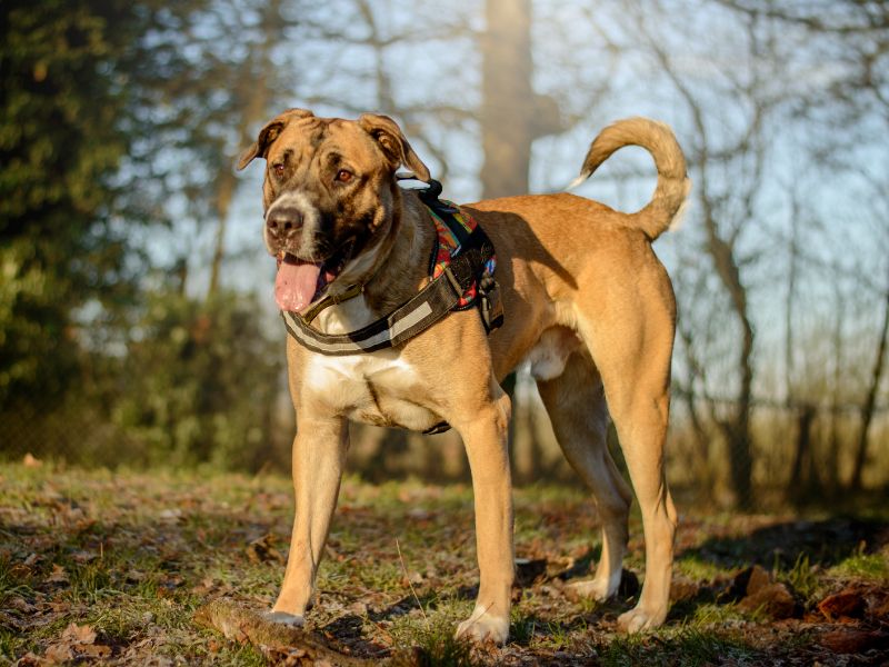Cane Corso for adoption in Kenilworth, Warks – 2 years old - Image 5 of 5