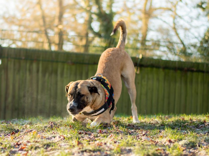 Cane Corso for adoption in Kenilworth, Warks – 2 years old