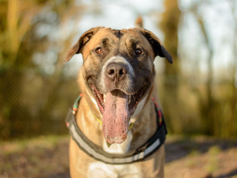 Cane Corso for adoption in Kenilworth, Warks – 2 years old - Image 3 of 5