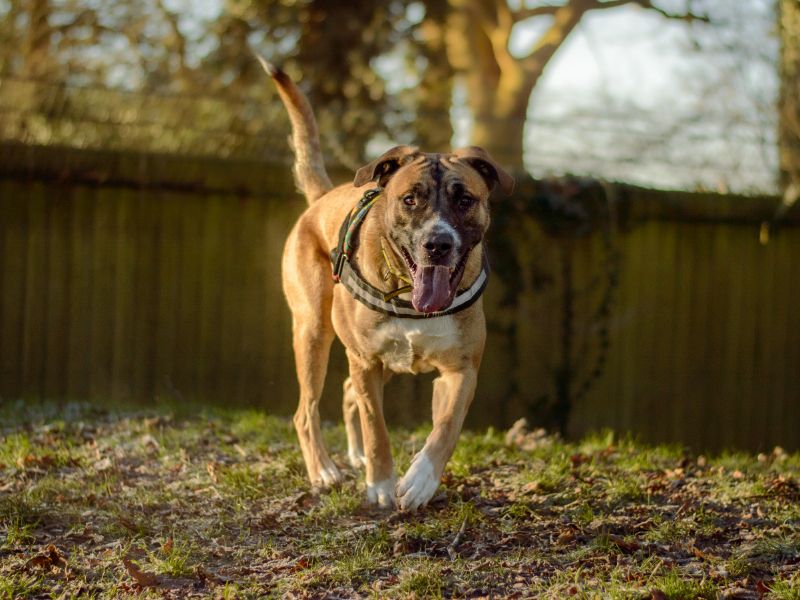 Cane Corso for adoption in Kenilworth, Warks – 2 years old - Image 4 of 5