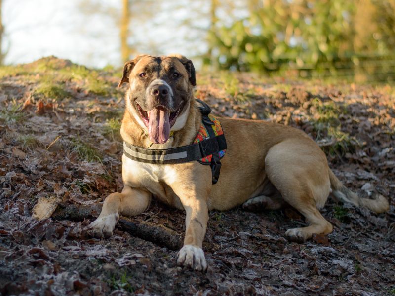 Cane Corso for adoption in Kenilworth, Warks – 2 years old - Image 2 of 5