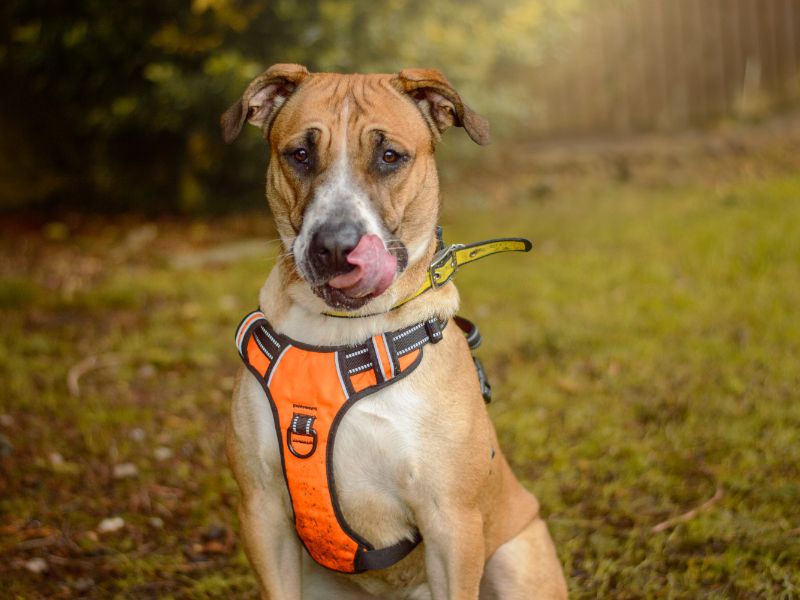 Storm | Italian Corso Dog Cross | Kenilworth (West Midlands) - 1