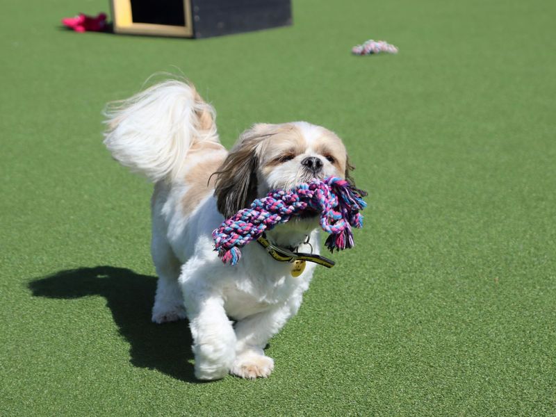Teddy - Image 2 of 4