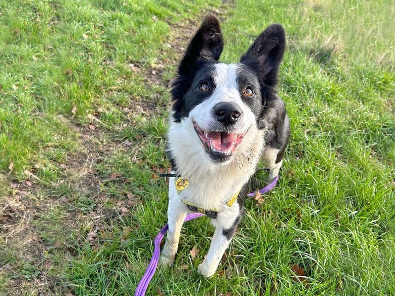 Hewey | Collie (Border) | Basildon (Essex) - 1