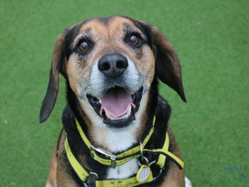 Beagle for adoption in Glasgow, City of Glasgow – 5 years old - Image 2 of 10