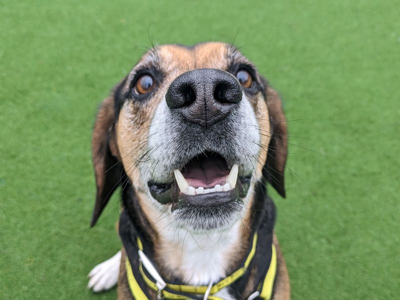Beagle for adoption in Glasgow, City of Glasgow – 5 years old - Image 8 of 10