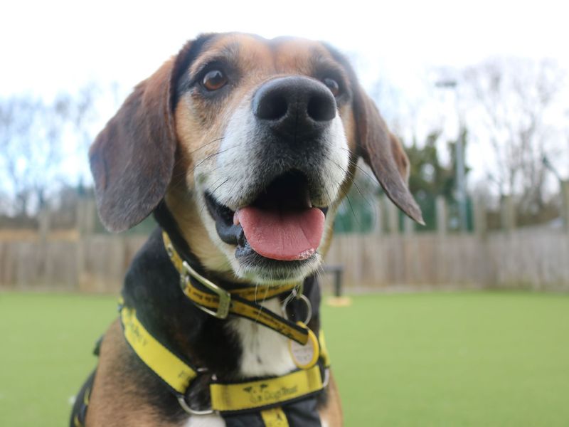 Beagle for adoption in Glasgow, City of Glasgow – 5 years old - Image 9 of 10