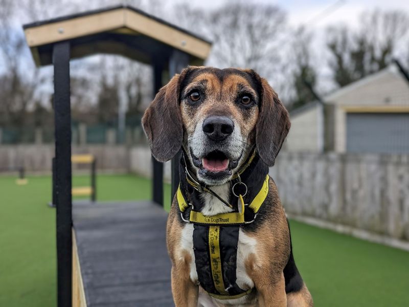 Beagle for adoption in Glasgow, City of Glasgow – 5 years old - Image 7 of 10