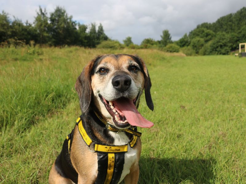 Beagle for adoption in Glasgow, City of Glasgow – 5 years old - Image 6 of 10