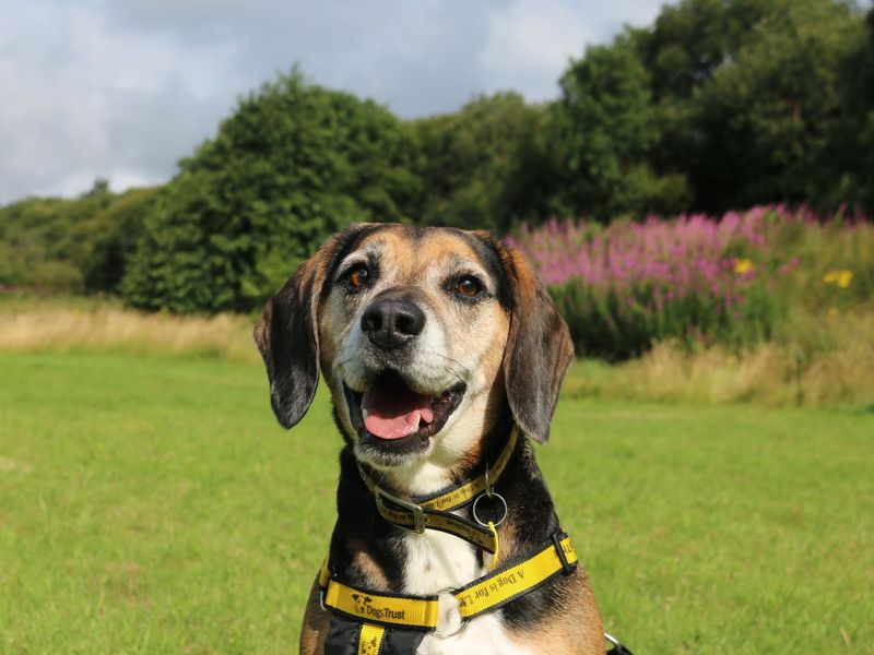 Beagle for adoption in Glasgow, Scotland – 5 years old