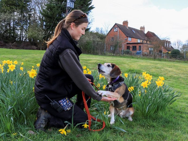 undefined | Beagle Cross | undefined - 6