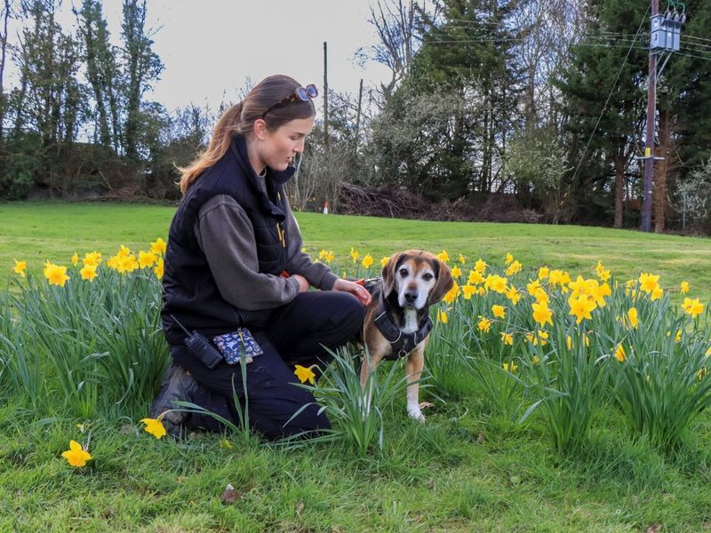 Milo, a 6 years old male Beagle available for adoption from Dogs Trust in Evesham, West Midlands