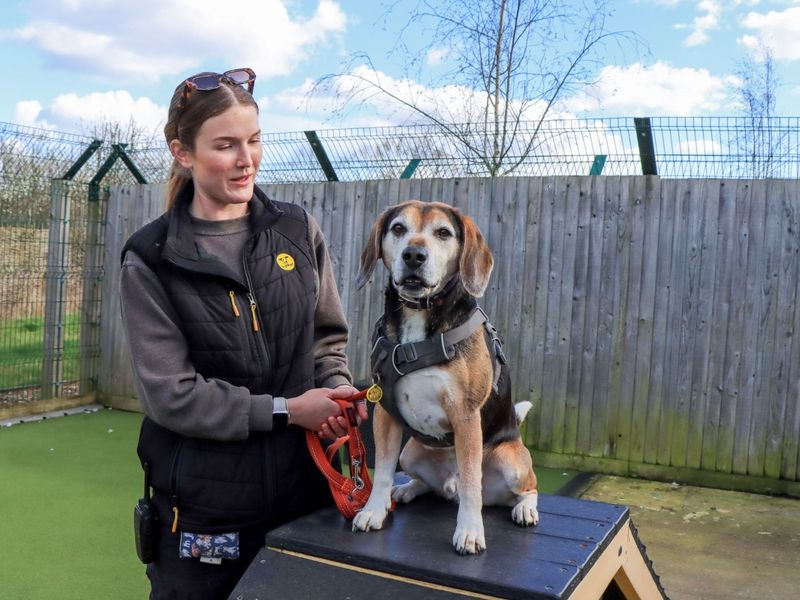 undefined | Beagle Cross | undefined - 8