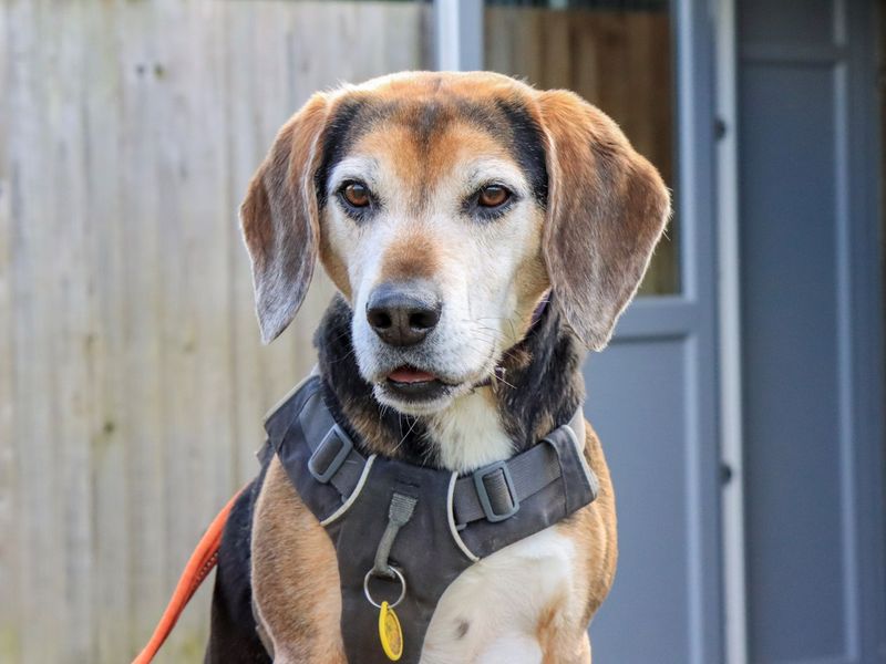 undefined | Beagle Cross | undefined - 9