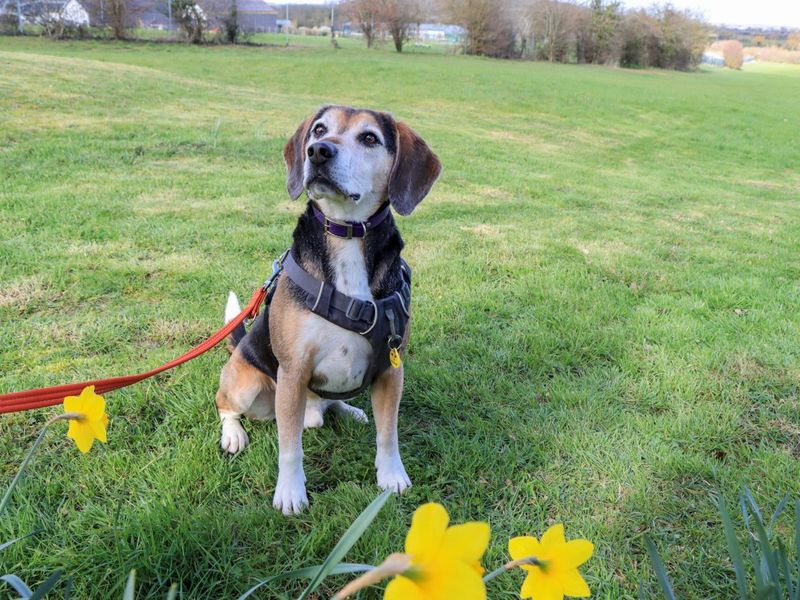 undefined | Beagle Cross | undefined - 4