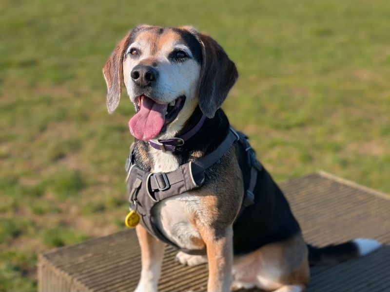 undefined | Beagle Cross | undefined - 3