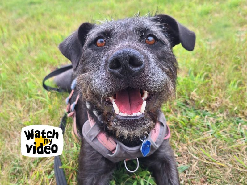 Brontë | Crossbreed | Leeds - 1
