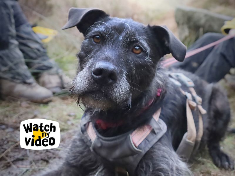 Bront, a 6 years old female Crossbreed available for adoption from Dogs Trust in Leeds, West Yorkshire