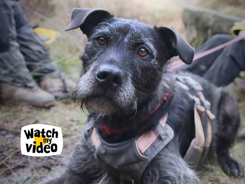 Brontë | Crossbreed | Leeds - 1