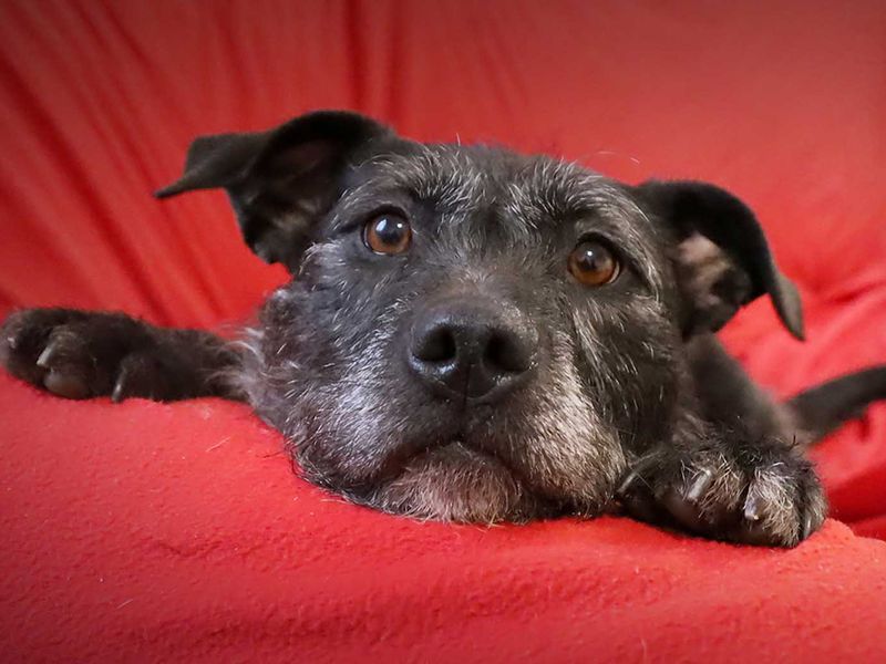 Brontë | Crossbreed | Leeds - 5