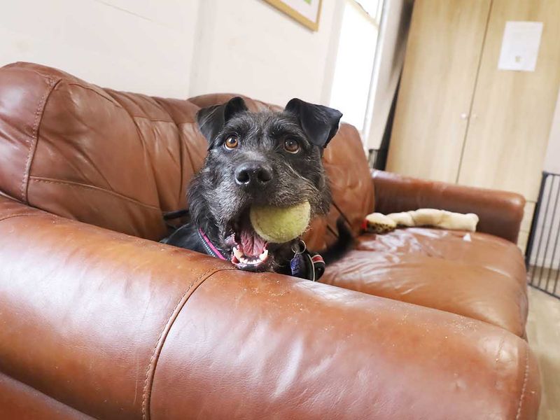 Brontë | Crossbreed | Leeds - 8