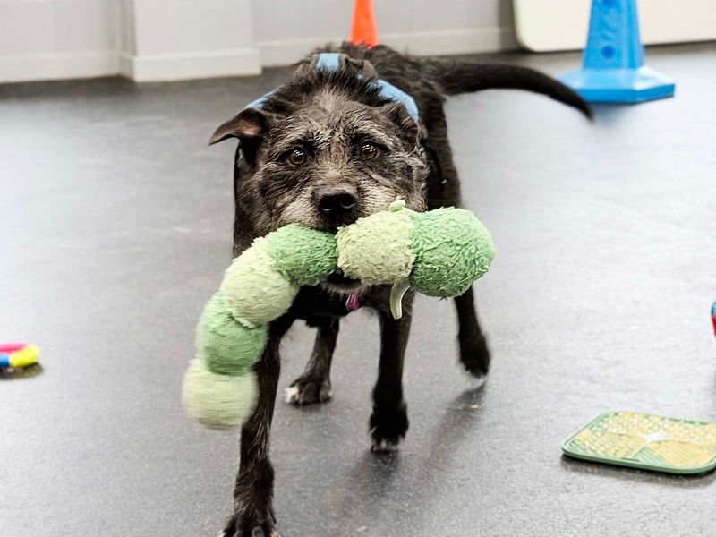 Brontë | Crossbreed | Leeds - 10