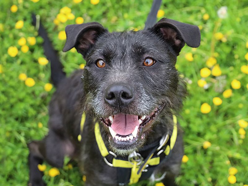 Brontë | Crossbreed | Leeds - 9