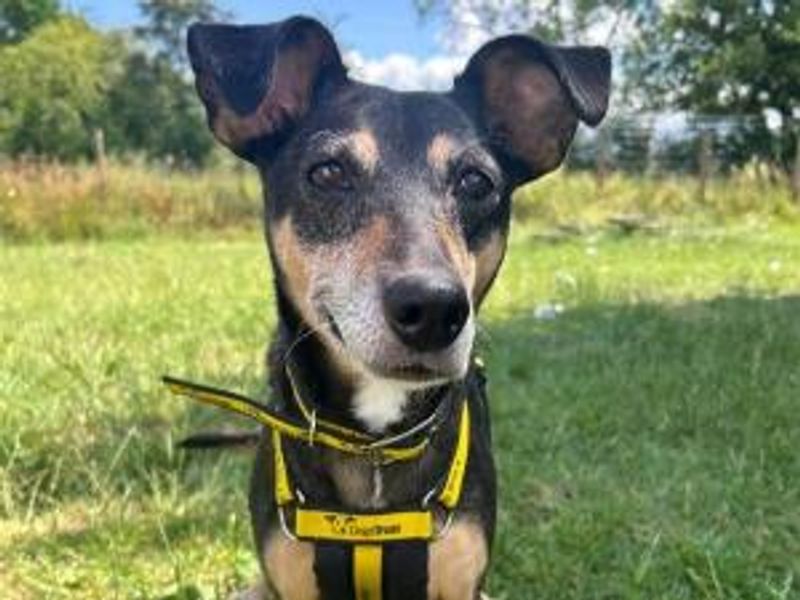 Charlie | Crossbreed | Shrewsbury (Shropshire) - 1