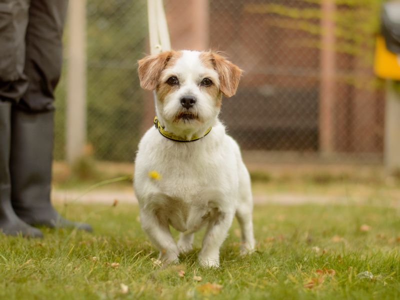 Bob | Terrier (Jack Russell) Cross | Kenilworth (West Midlands) - 1
