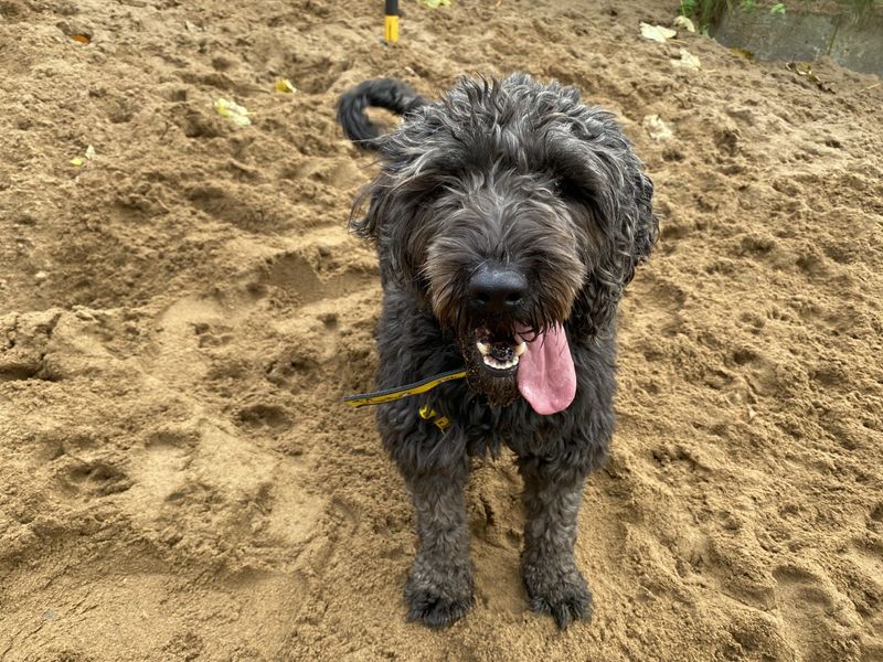 Poodle for adoption in Ilfracombe, North Devon – 4 years old - Image 3 of 5
