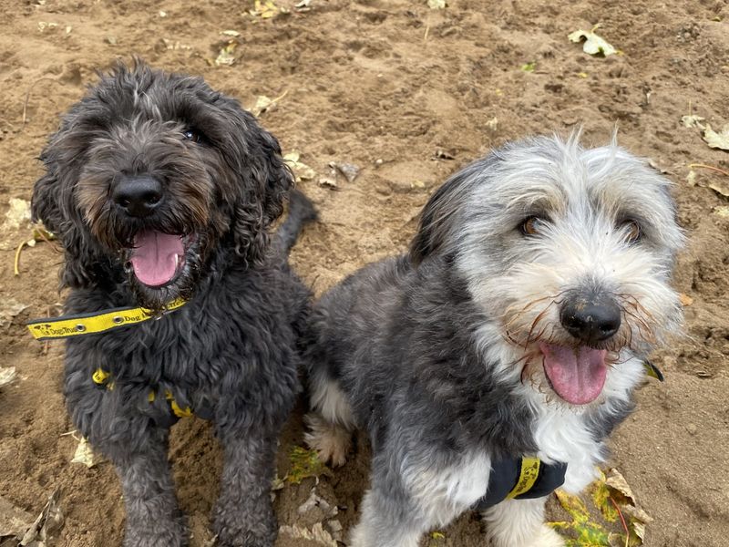 Poodle for adoption in Ilfracombe, North Devon – 4 years old - Image 4 of 5
