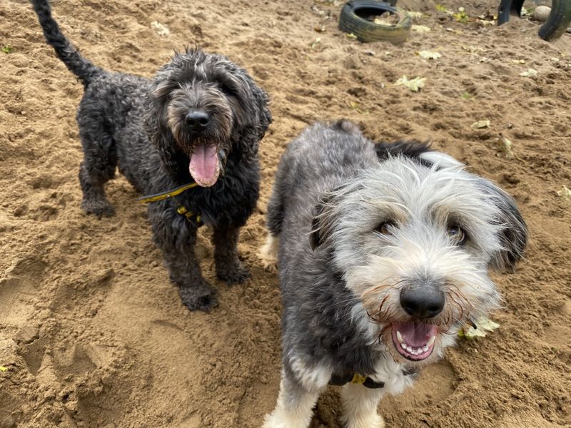 Poodle for adoption in Ilfracombe, North Devon – 4 years old - Image 2 of 5