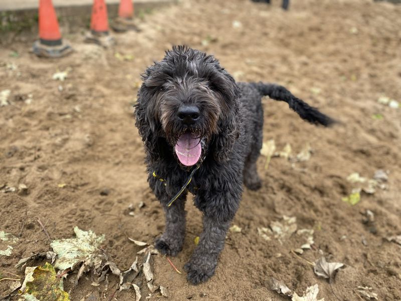 Poodle for adoption in Ilfracombe, North Devon – 4 years old - Image 5 of 5