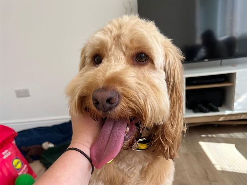undefined | Spaniel (Cocker) Cross | undefined - 4